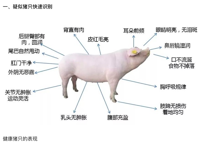 健康豬只識(shí)別